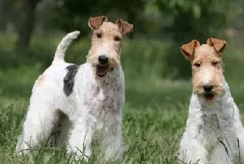 犬瘟热的治疗费用