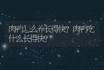 肉鸭怎么养长得快？肉鸭吃什么长得快？