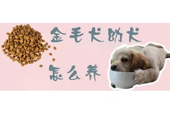 金毛犬幼犬怎么养