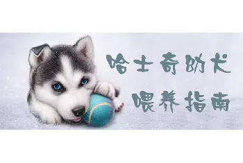 哈士奇幼犬喂养指南