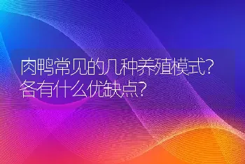 肉鸭常见的几种养殖模式？各有什么优缺点？