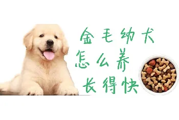 金毛幼犬怎么养长得快