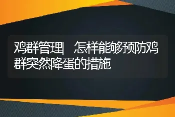 鸡群管理|怎样能够预防鸡群突然降蛋的措施