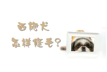 西施犬怎样修毛