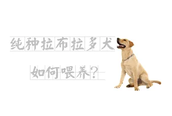 纯种拉布拉多犬如何喂养