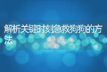 解析关键时刻急救狗狗的方法