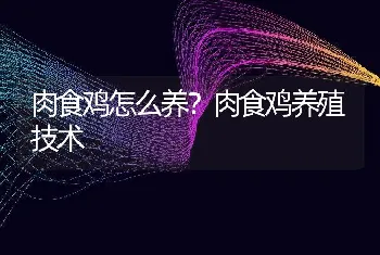 肉食鸡怎么养？肉食鸡养殖技术