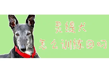 灵缇犬怎么训练回叼