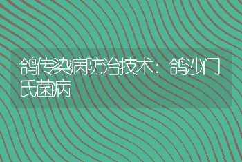 鸽传染病防治技术：鸽沙门氏菌病