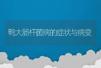 鸭大肠杆菌病的症状与病变