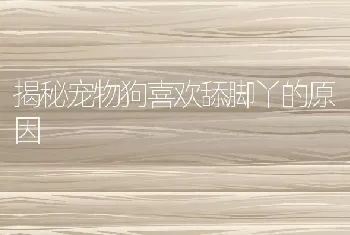 揭秘宠物狗喜欢舔脚丫的原因