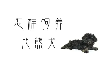 怎样饲养比熊犬