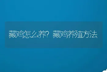 藏鸡怎么养？藏鸡养殖方法