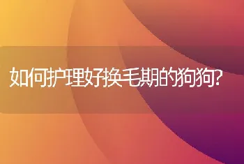 如何护理好换毛期的狗狗?