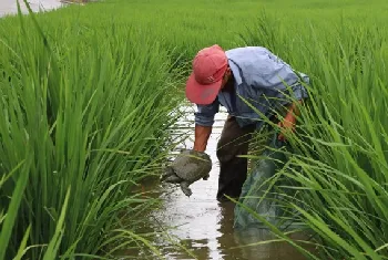 稻田怎么养甲鱼