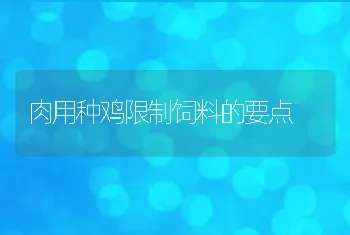 肉用种鸡限制饲料的要点