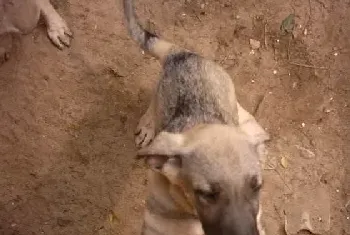 犬饮食习惯的变迁