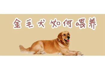 金毛犬如何喂养