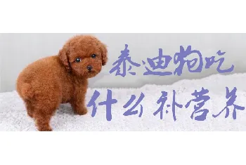 泰迪狗吃什么补营养