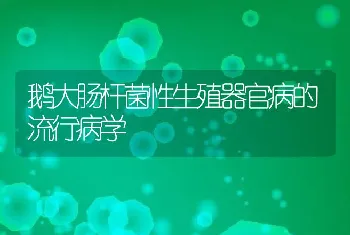 鹅大肠杆菌性生殖器官病的流行病学