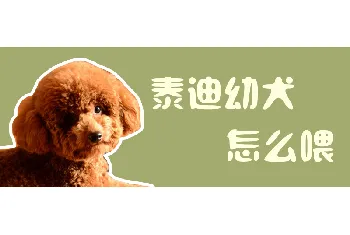 泰迪幼犬怎么喂