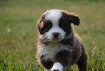 刚出生幼犬应该如何喂养护理要点大全