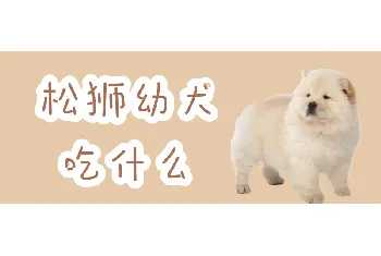 松狮幼犬吃什么