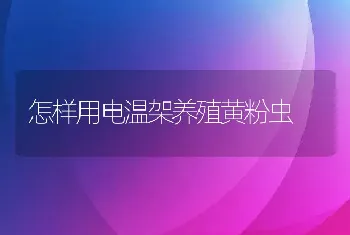 怎样用电温架养殖黄粉虫