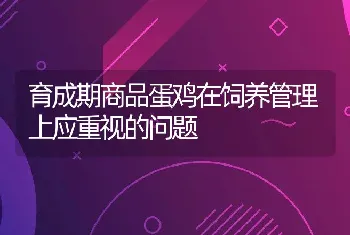 育成期商品蛋鸡在饲养管理上应重视的问题