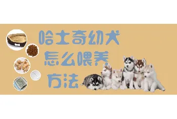 哈士奇幼犬怎么喂养方法