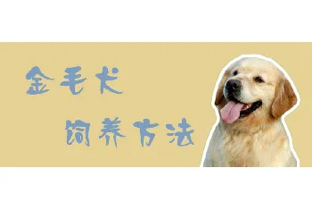 金毛犬饲养方法