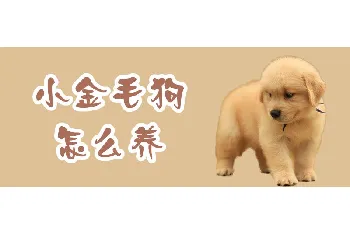 小金毛狗怎么养