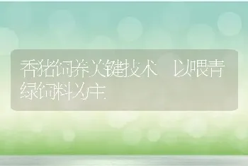 香猪饲养关键技术 以喂青绿饲料为主