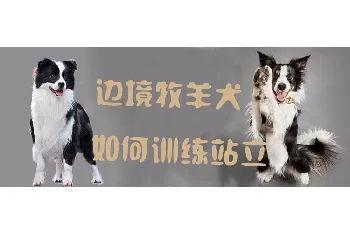 边境牧羊犬如何训练站立