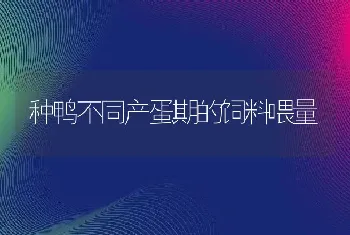 种鸭不同产蛋期的饲料喂量