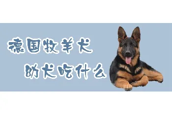 德国牧羊犬幼犬吃什么