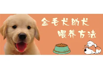 金毛犬幼犬喂养方法