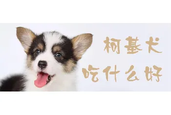 柯基犬吃什么好