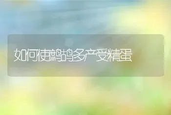 如何使鹧鸪多产受精蛋