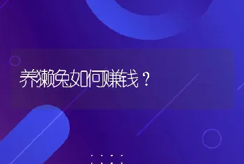 养獭兔如何赚钱？