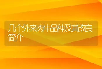 几个外来肉牛品种及其改良简介