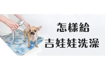 怎样给吉娃娃洗澡