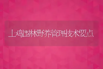 土鸡围林野养管理技术要点