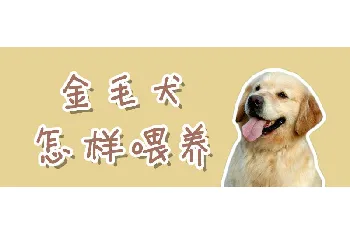 金毛犬怎样喂养