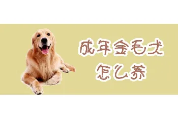 成年金毛犬怎么养