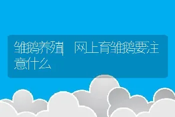 雏鹅养殖|网上育雏鹅要注意什么