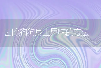 去除狗狗身上异味的方法