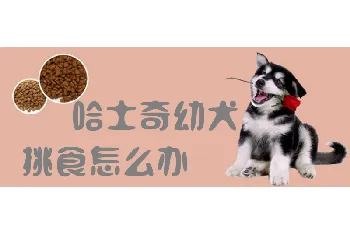 哈士奇幼犬挑食怎么办