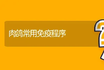 肉鸽常用免疫程序