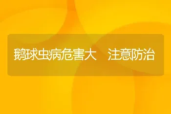 鹅球虫病危害大 注意防治